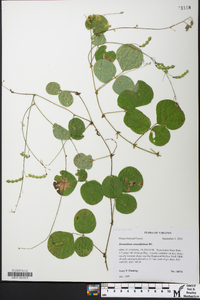 Desmodium rotundifolium image