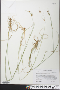 Rhynchospora globularis image