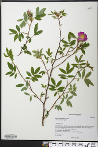 Rosa palustris image