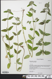 Clinopodium vulgare image