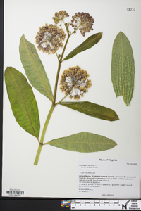 Asclepias syriaca image