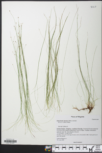 Eleocharis tenuis image