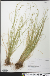 Carex radiata image