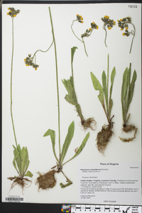 Hieracium caespitosum image