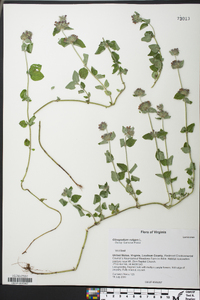 Clinopodium vulgare image