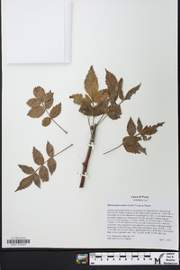 Bursera graveolens image