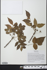 Bursera graveolens image