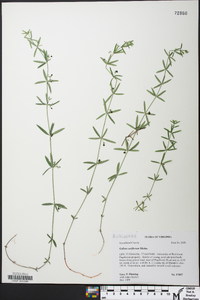 Galium uniflorum image