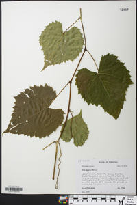 Vitis riparia image