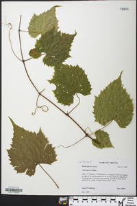 Vitis riparia image