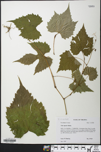 Vitis riparia image