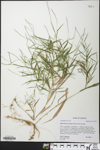 Muhlenbergia sylvatica image