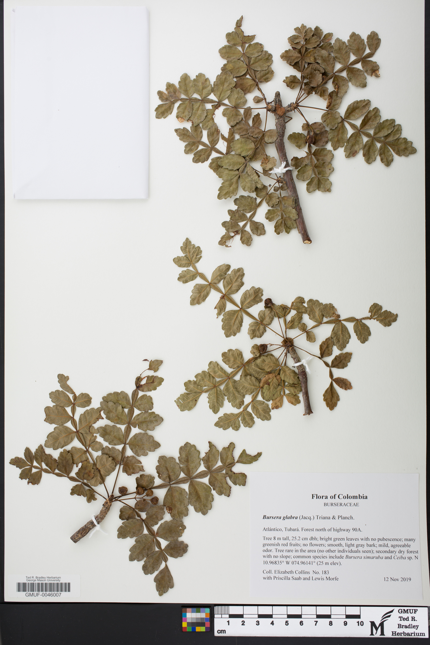 Bursera glabra image