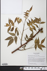 Bursera graveolens image