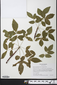 Bursera graveolens image