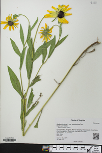 Rudbeckia hirta var. pulcherrima image