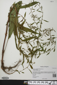 Rumex conglomeratus image