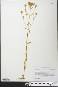 Sabatia quadrangula image