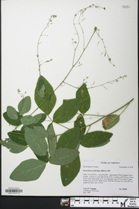 Desmodium glabellum image