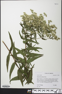 Eupatorium altissimum image