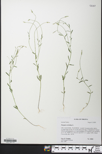 Polygala verticillata image