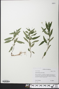 Lysimachia lanceolata image