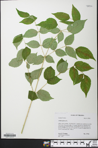 Aralia spinosa image