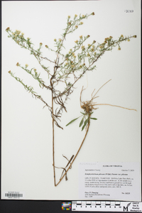 Symphyotrichum pilosum var. pilosum image