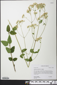 Ageratina aromatica image