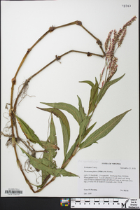 Persicaria glabra image