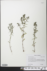 Houstonia longifolia image