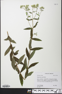 Eupatorium vaseyi image