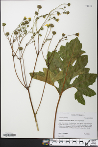 Silphium compositum var. compositum image