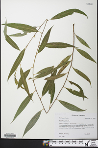 Salix babylonica image