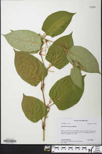 Reynoutria japonica image