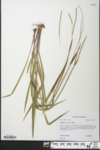 Paspalum setaceum var. muhlenbergii image