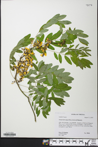 Senna hebecarpa image