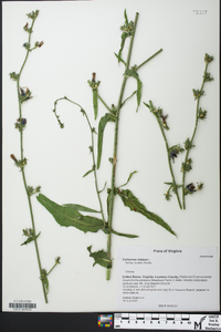 Cichorium intybus image