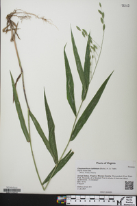 Chasmanthium latifolium image