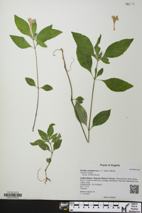 Ruellia caroliniensis image