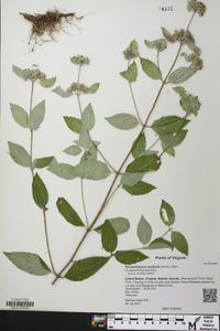 Pycnanthemum muticum image