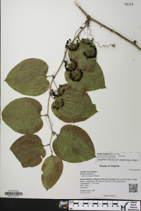 Smilax tamnoides image