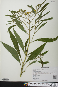 Verbesina alternifolia image