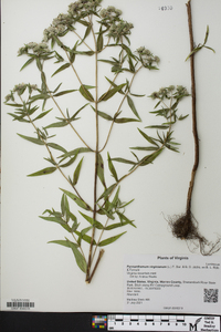 Pycnanthemum virginianum image