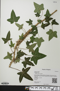 Hedera helix image