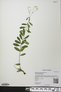 Euphorbia pubentissima image