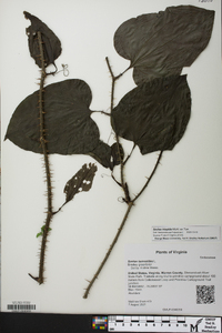 Smilax tamnoides image