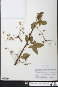 Bursera graveolens image