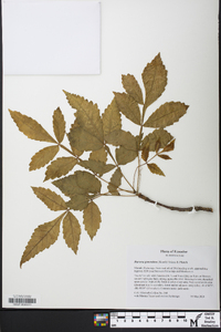 Bursera graveolens image