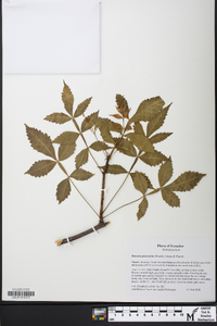 Bursera graveolens image